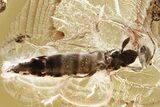 Detailed Fossil Wasp (Scolebythidae) In Baltic Amber #315311-1